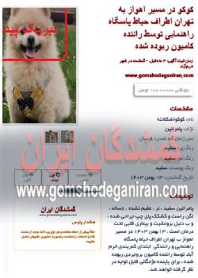 کوکو سگ نژاد پامرانین ربوده شده در مسیر تهران اهواز پیدا شد