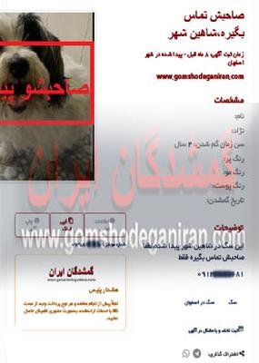 سگ پیدا شده در شاهین شهر
