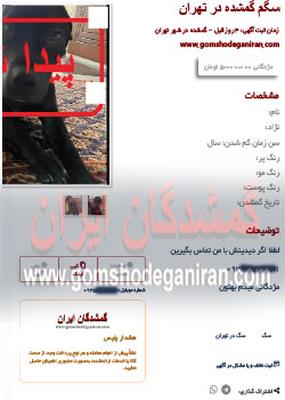 سگ گمشده در تهران پیدا شد