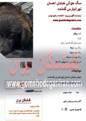 سگ گمشده حوالی خیابان احسان تهرانپارس با تلاش همه دوستان پیدا شد