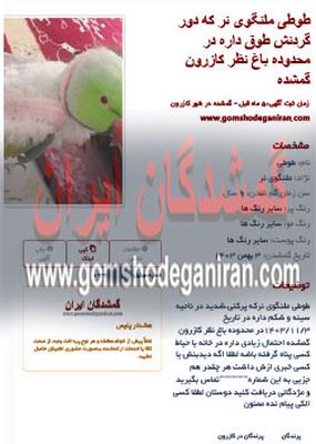 طوطی ملنگوی نر که دور گردنش طوق داره در محدوده باغ نظر کازرون پیدا شد