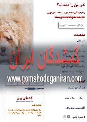 تدی سگ قهوه ای  بازیگوش بالاخره پیدا شد