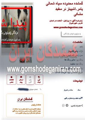 سگ گمشده محدوده سپاه شمالی نژاد پامراشپیتز نر سفید مشکی پیدا شد