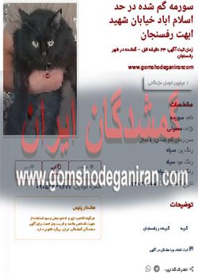 گربه ای بنام سورمه در حد اسلام اباد خیابان شهید ابهت رفسنجان پیدا شد
