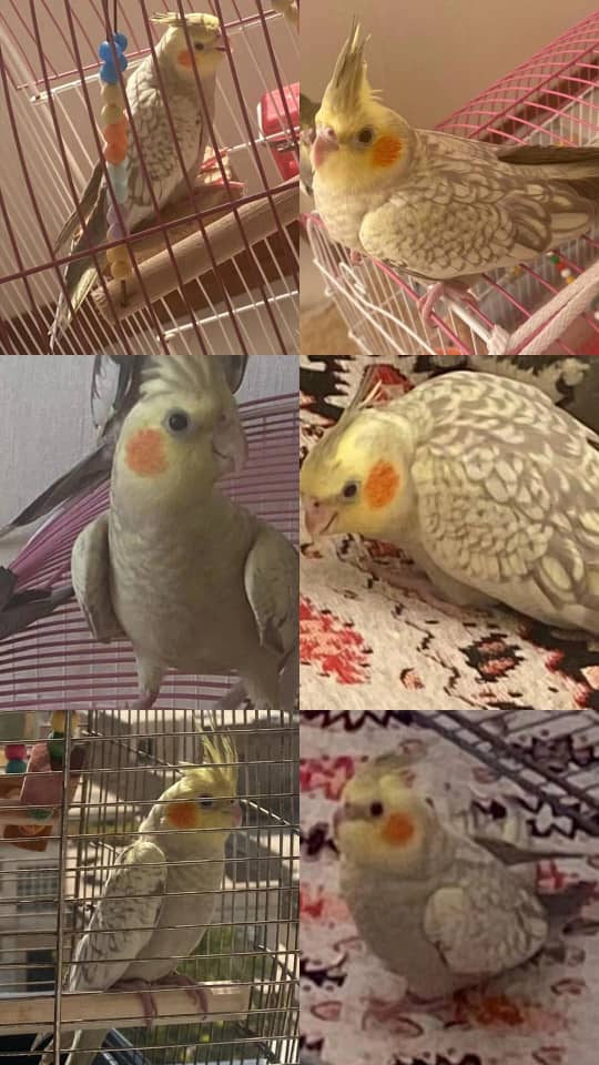 محدوده قیام دشت عروس هلندی 2 ماهه  گمشده 9 آبان