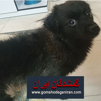 سگ ماده مشکی اشپبتز تریر در تاریخ 1404/6/12 گمشده