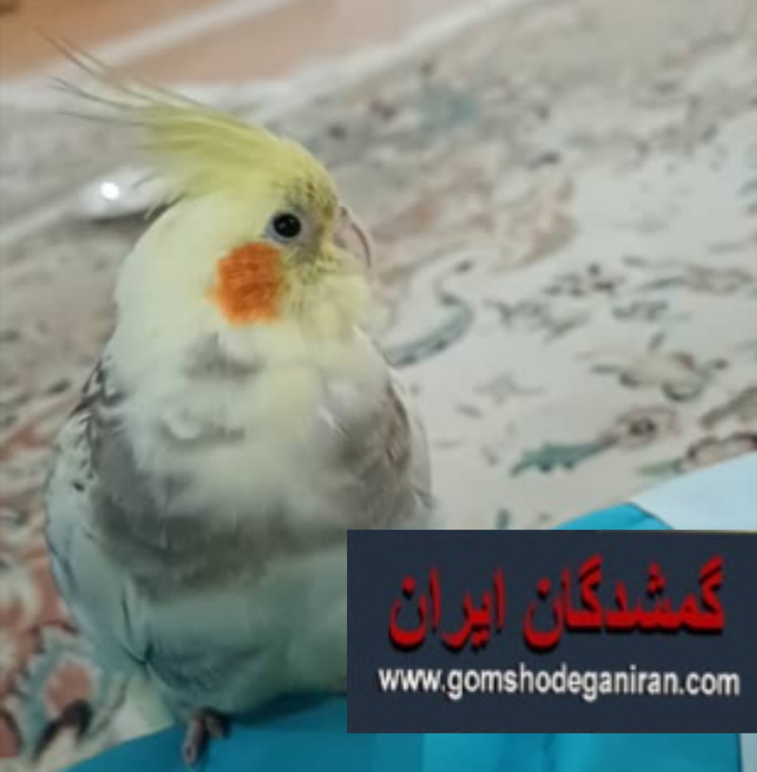 خرداد ماه از پنجره رفته اگه دست شماست لطفا پیام بدید -عروس هلندی گمشده تهران