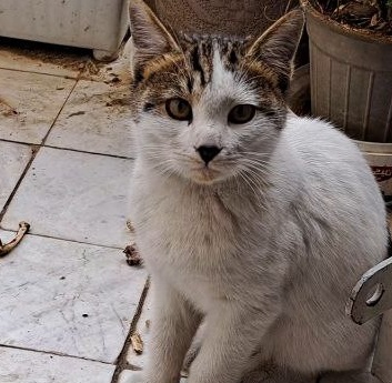 گمشده درفلکه دوم تهرانپارس در 15فروردین