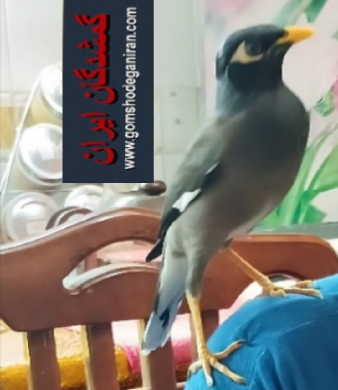 مینا گمشده تبریز