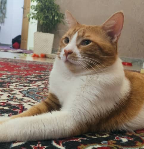 گربه نارنجی-شهرک شهید رجایی-ظهر 18 اردیبهشت گمشده