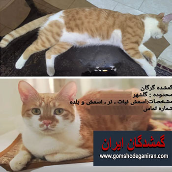 گمشده گربه  نژاد HSD  محدوده میدان مدرس و گلشهر گرگان - پت گم شده