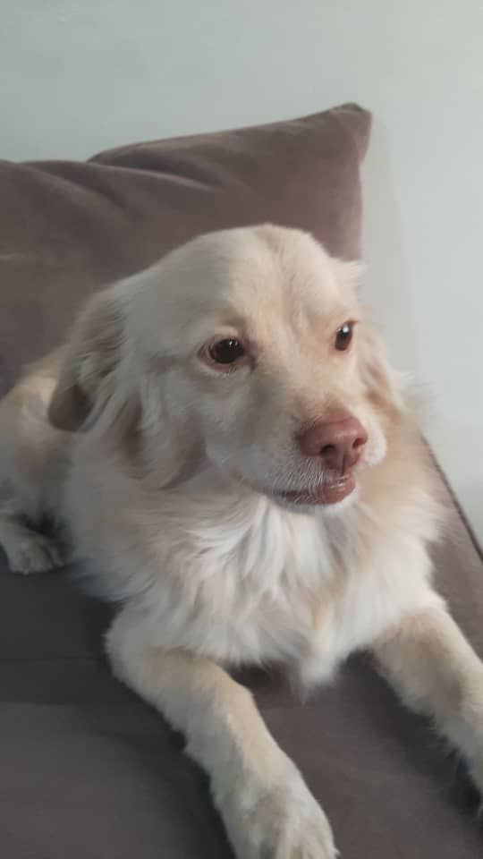 سگ اشپیتز روباهی پیداشده ازدست دزد گرفتم توپایین شهرتهران