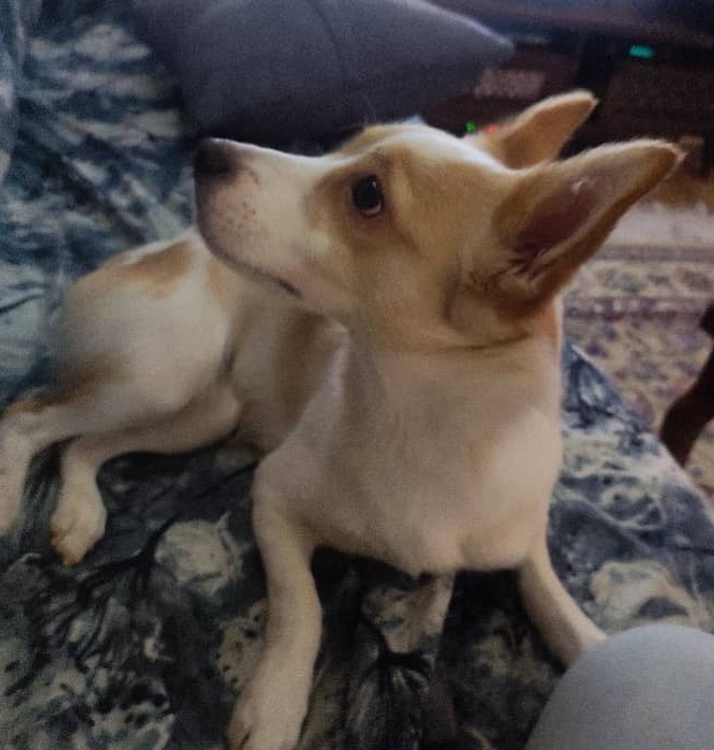 ماده اشپیتز 2 ساله حوالی میدان راه آهن گمشده