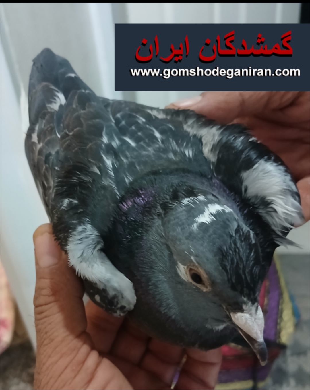 کبوتر پلاک دار مسابقه ای پیداشده محدوده کاوه اصفهان