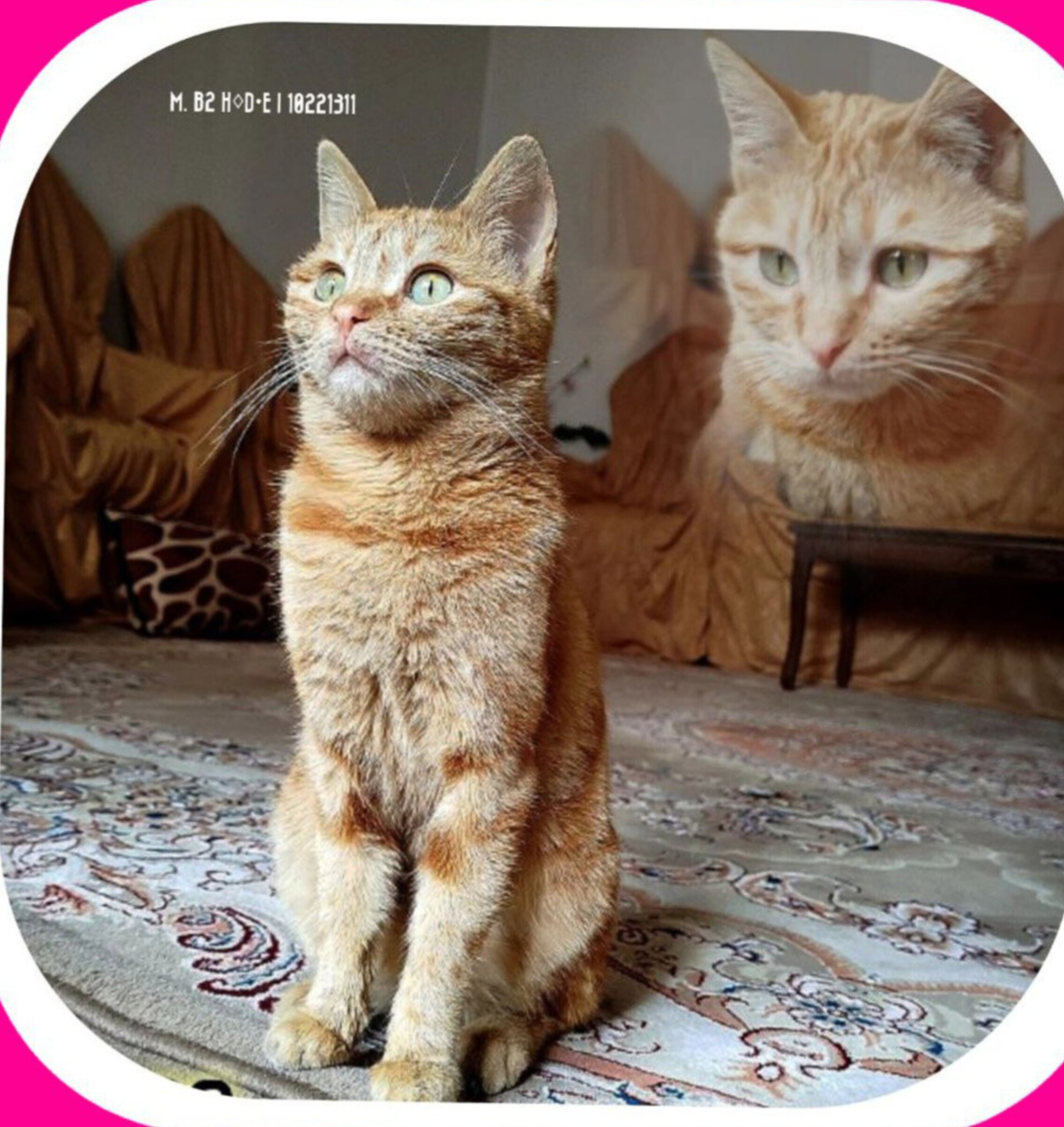 گربه گمشده ماده در تبریز