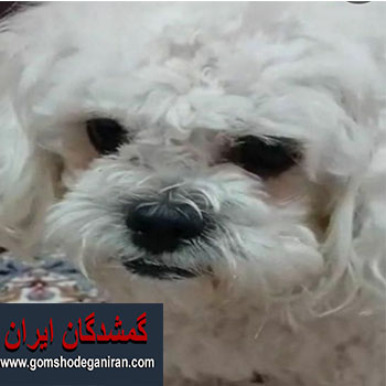 سگ شیتزو نزدیک یک ماه در منطقه پیروزی گمشده