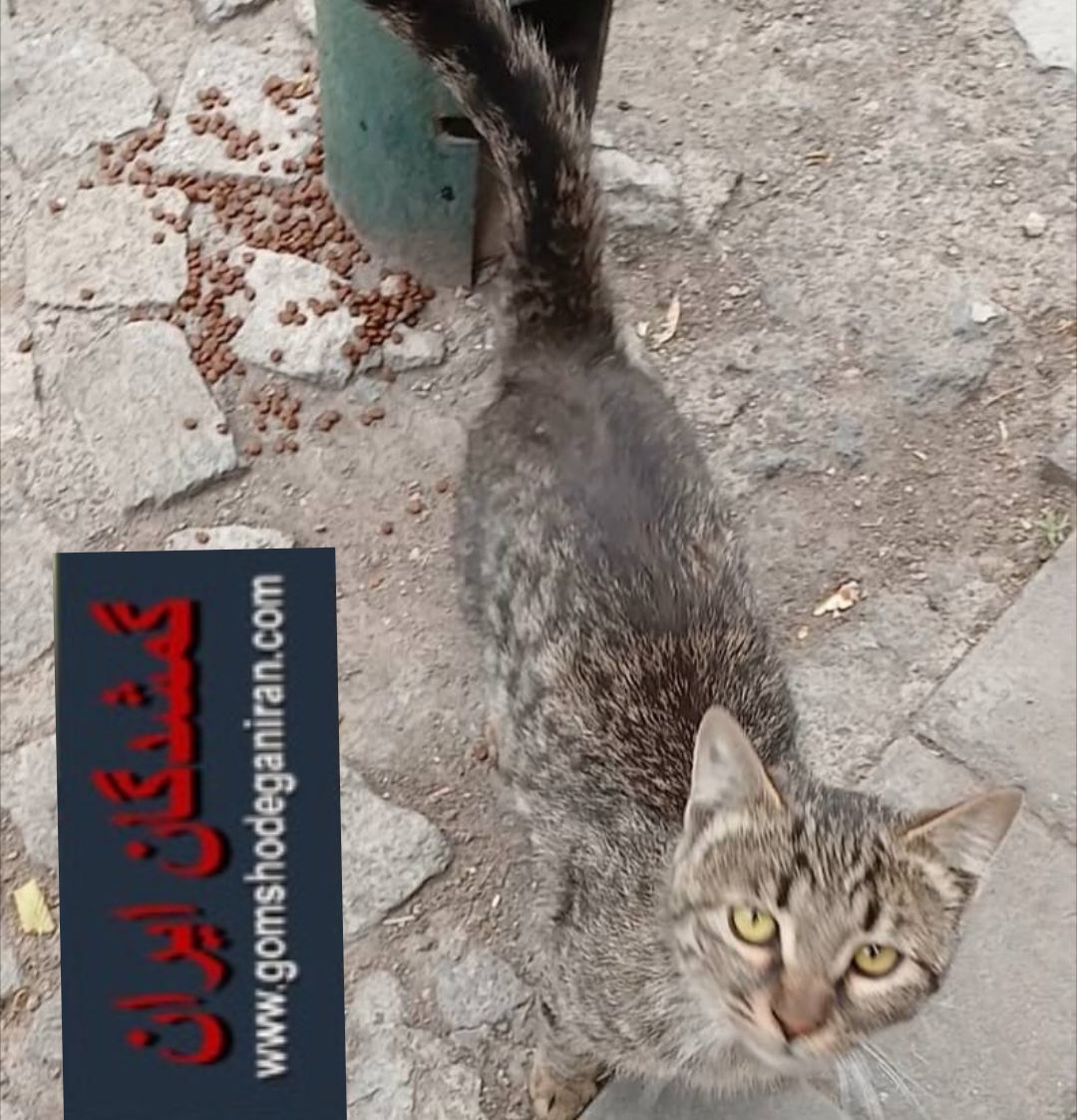 گربه آروم دستی مشخصه خونگی بوده - مهر1404