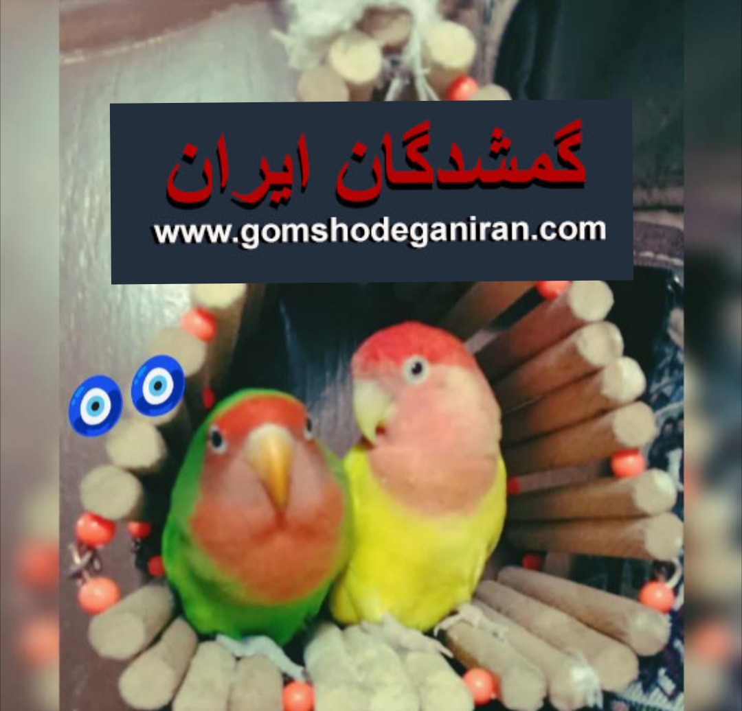 طوطی برزیلی ماده گمشده حوالی سیمون بولوار طور شمالی تهران پرنده گم شده
