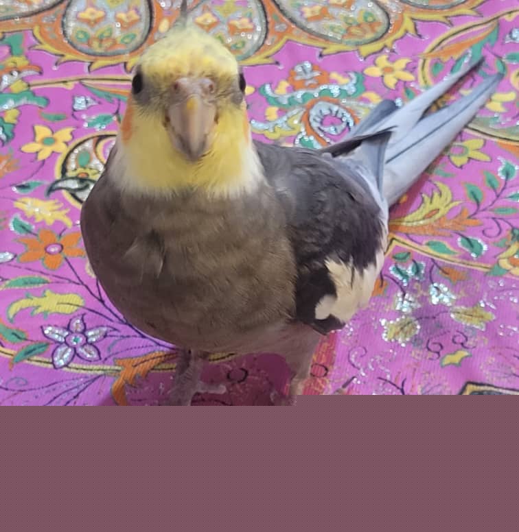 خیابان شریعتی و مولوی شرقی شهرکرد عروس هلندی گم شده