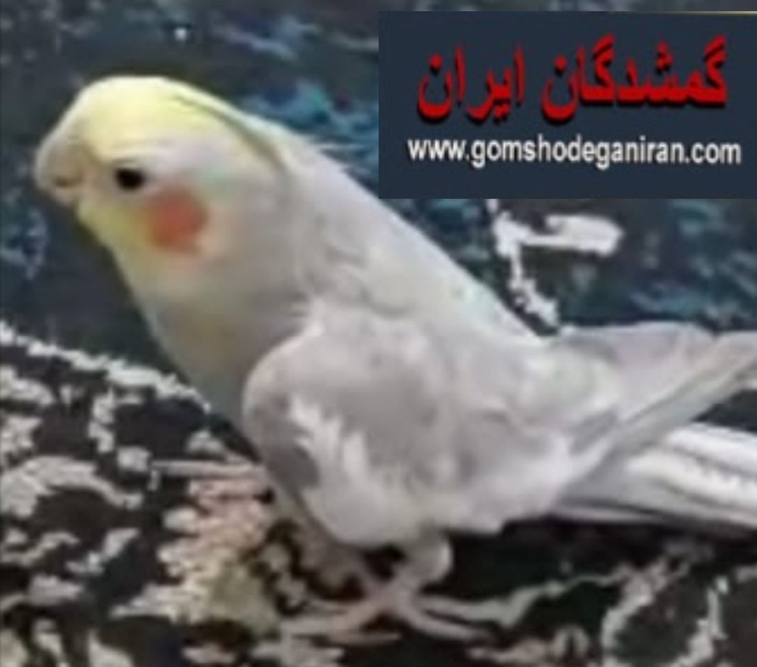 عروس سینامون گمشده