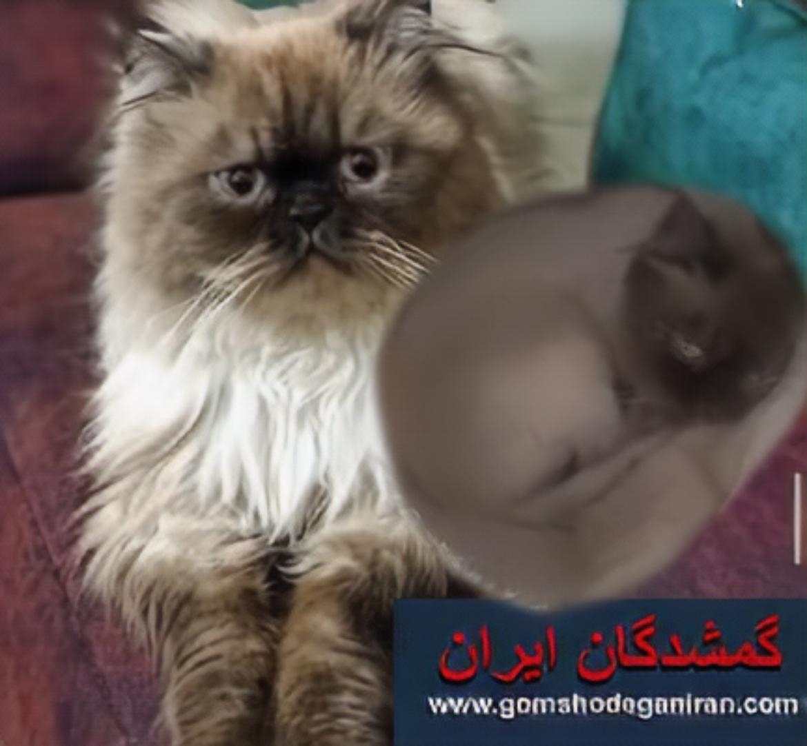 محدوده چیتگر تهران گربه گمشده پرشین هیمالین بدون مو