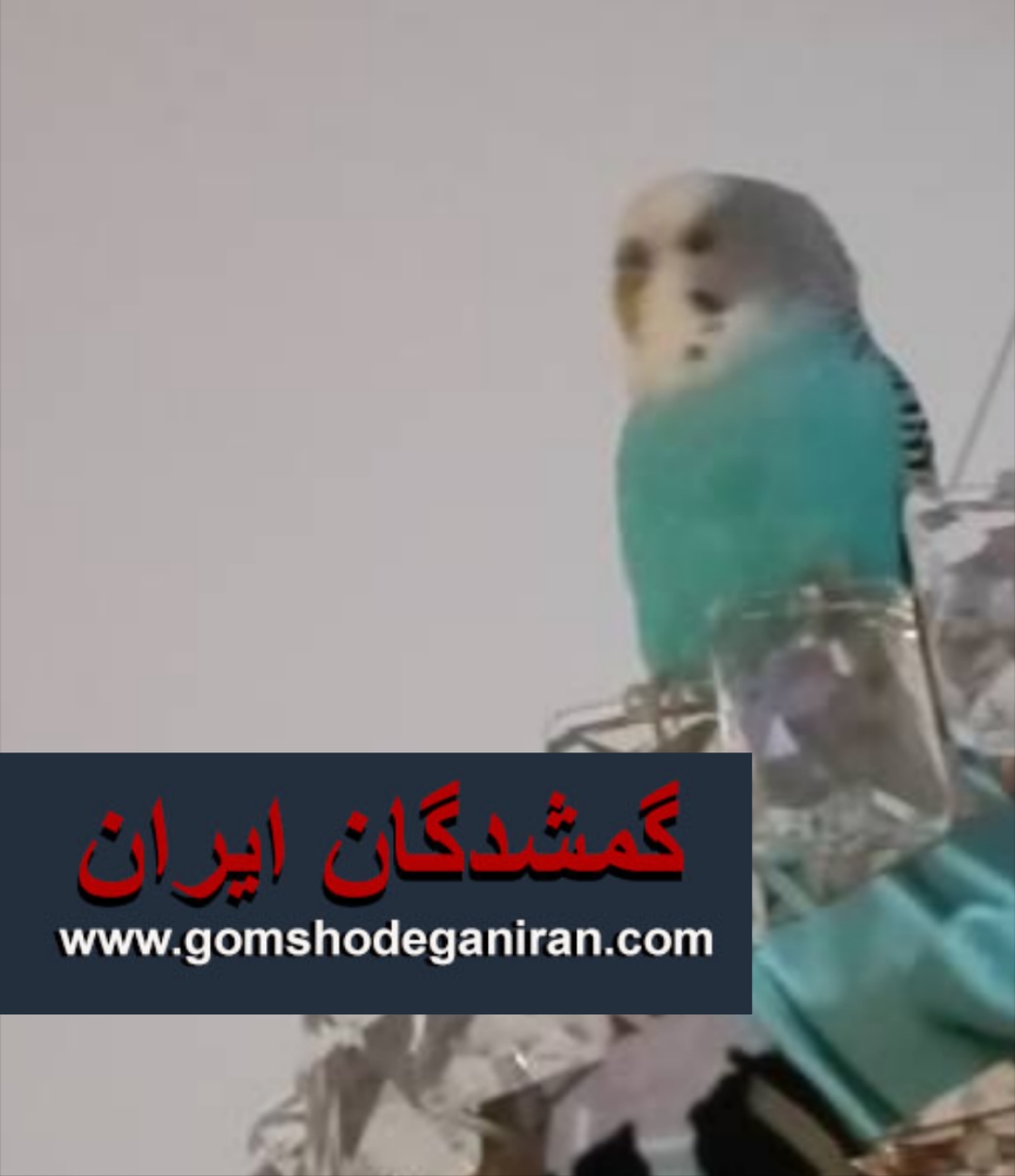 مرغ عشق حوالی نصر تبریز پیداشده تیر1405