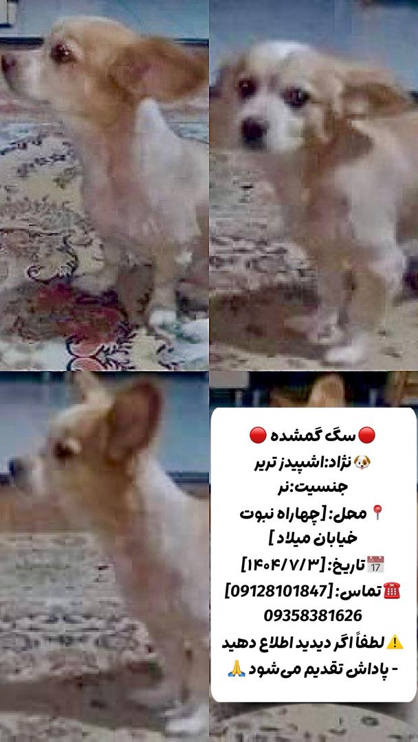 سگ گمشده