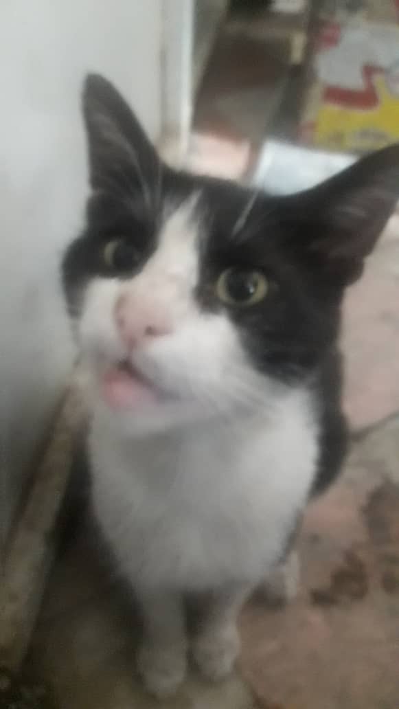 پیداکردن گربه نربزرگ سیاه وسفید گمشده در کرمانشاه