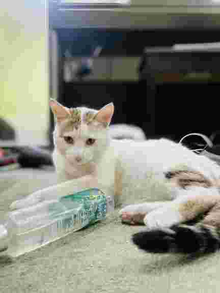 گربه بومى سفید منازل نیشکر(کوی مهدیس) گم شده