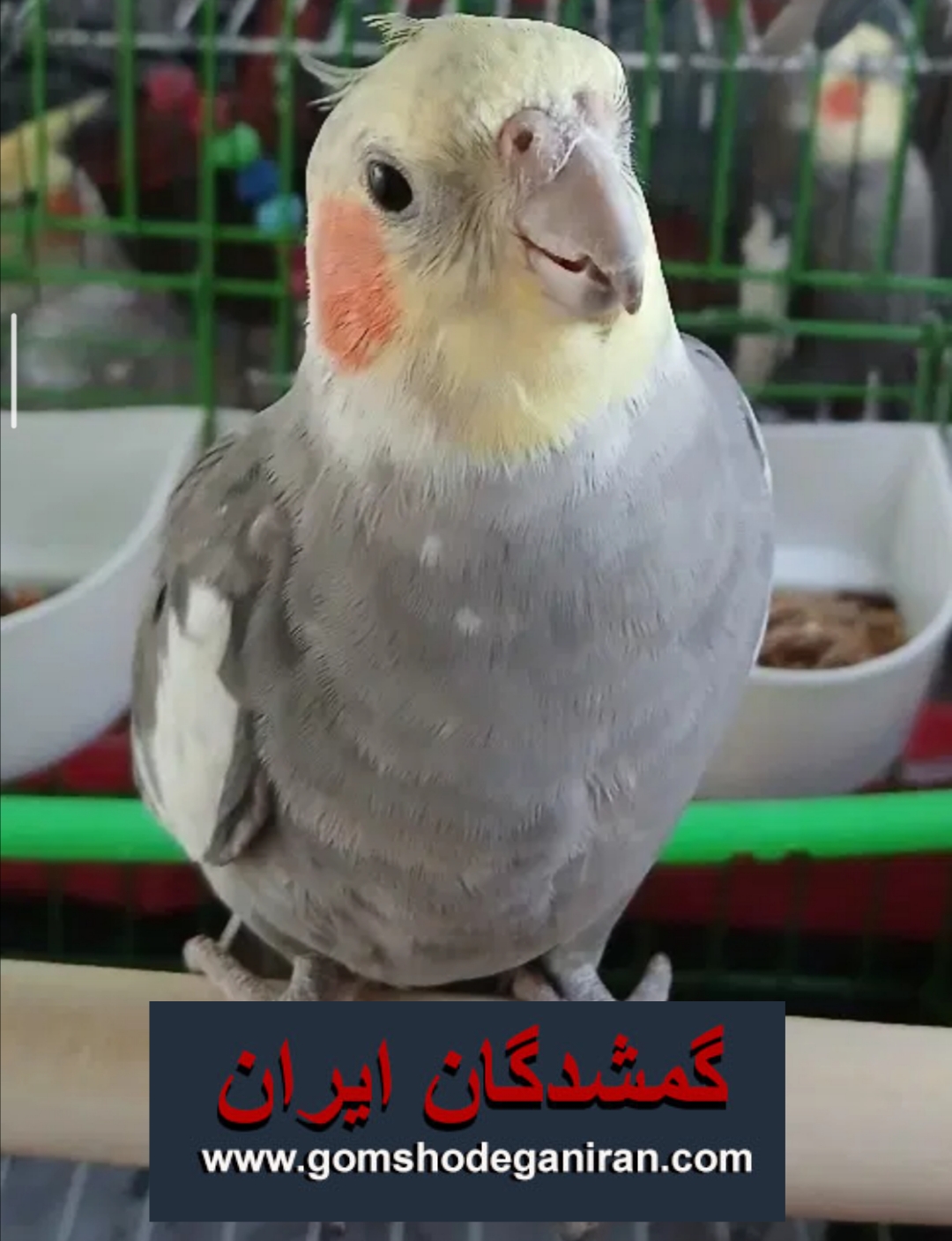 محدوده کوی مهدیس اهواز گم شده عروس هلندیم - پرنده فراری