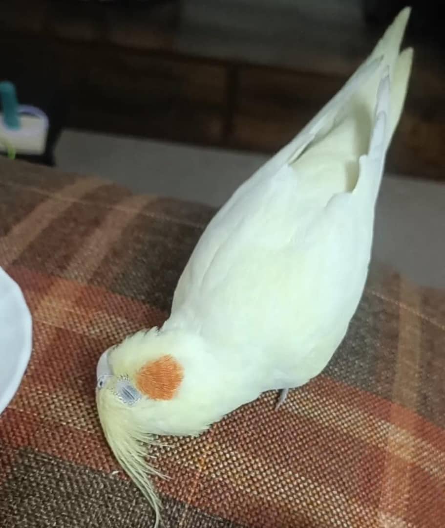 گمشده فاز 4مهرشهر کرج عروس هلندی