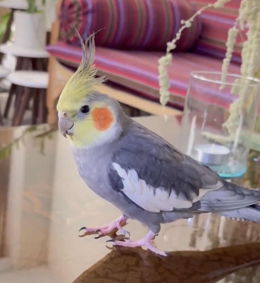 عروس هلندی در محله تهران نو گمشده