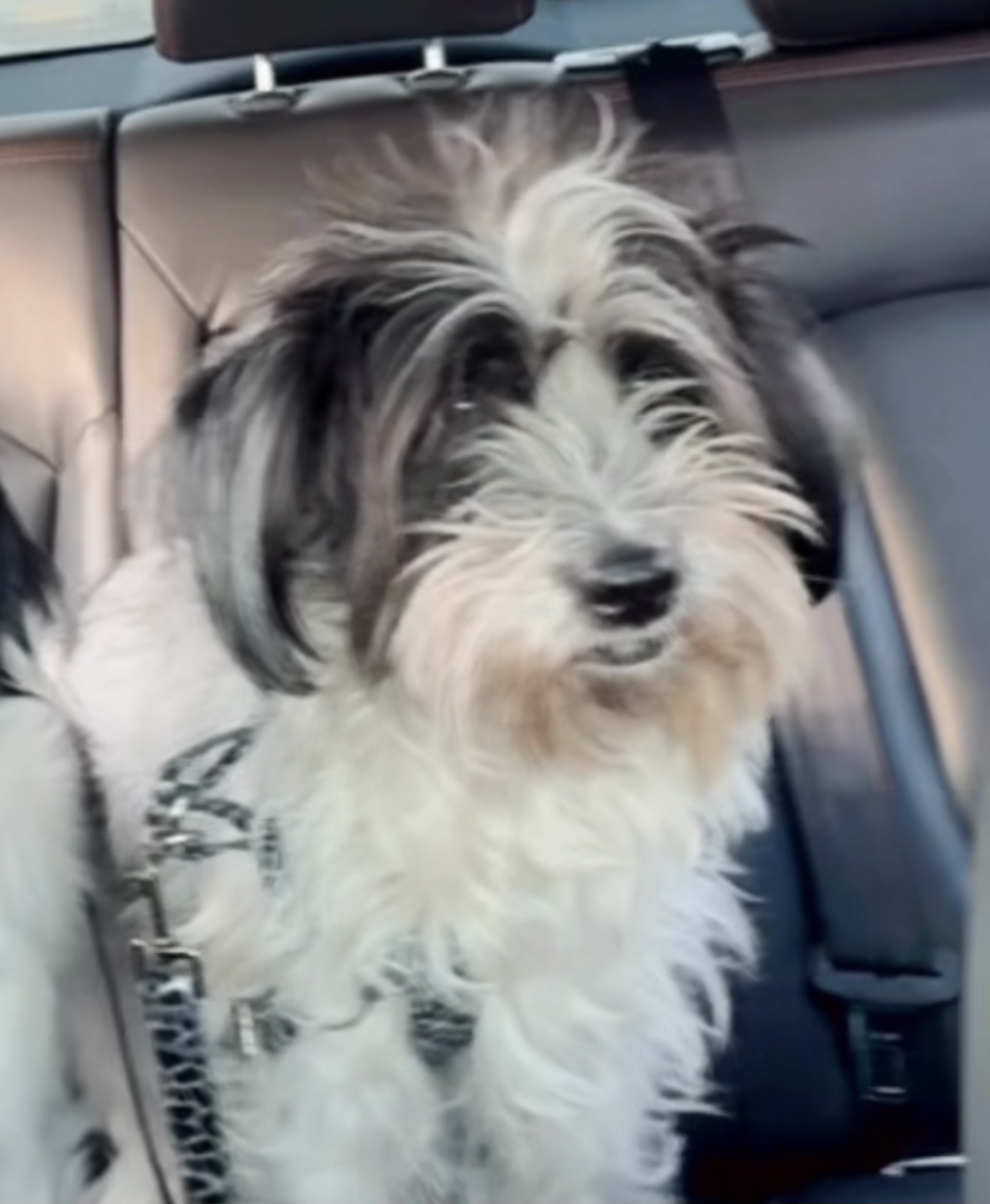 سگ گمشده در جنت آباد مرکزی