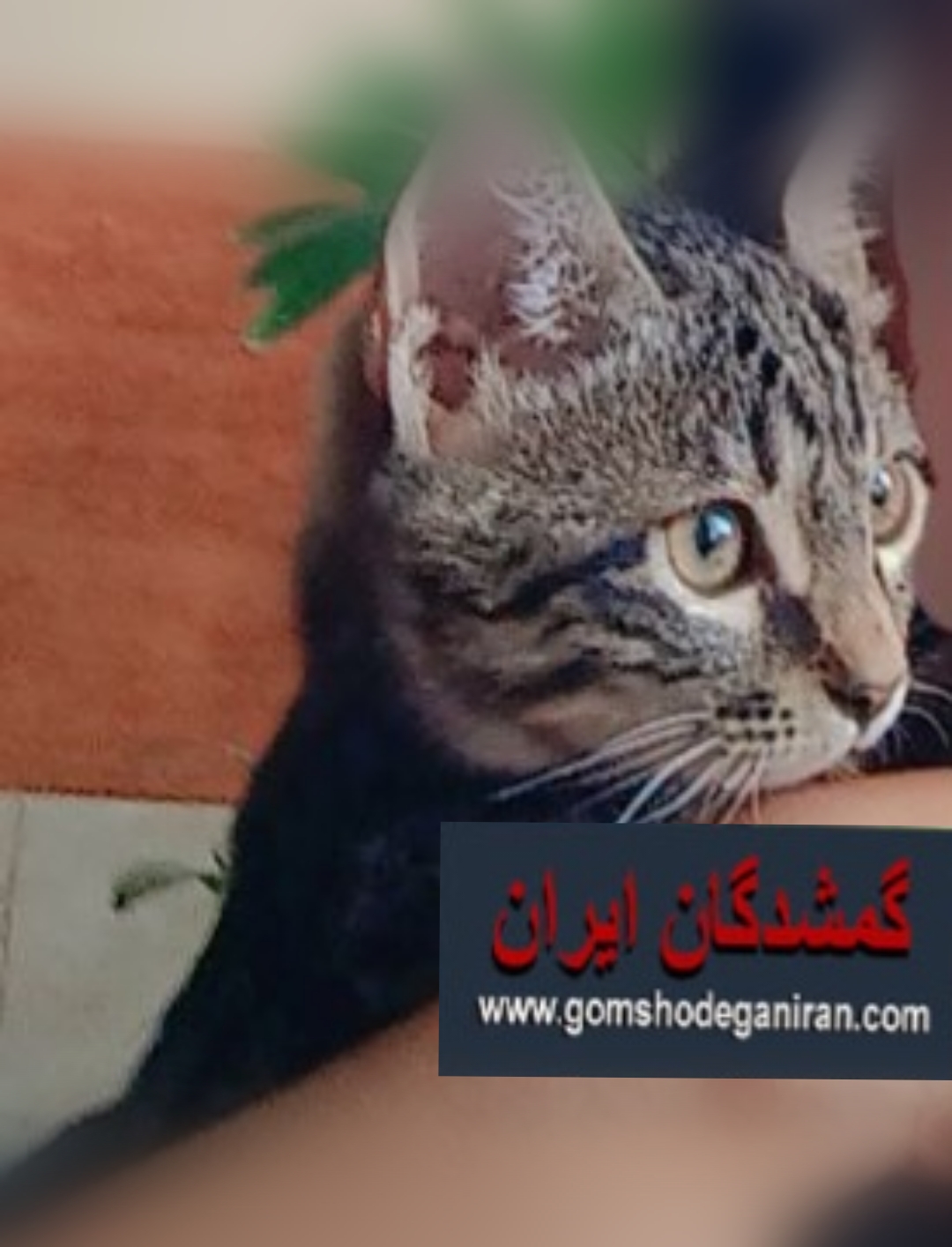 دوعدد گربه گمشده در حوالی مرادقلی