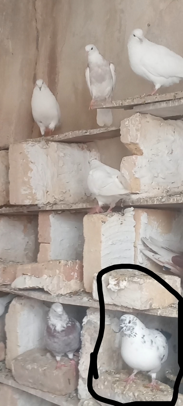 دوتا کبوترگم شده یادگاری پولشو میدم