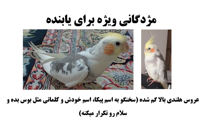 اطراف بلوار اباذر صادقیه عروس هلندی گمشده