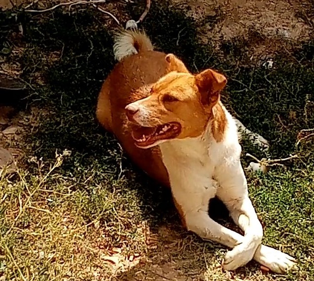 جیمی  گم شده یا دزدیده شده در سمیرم