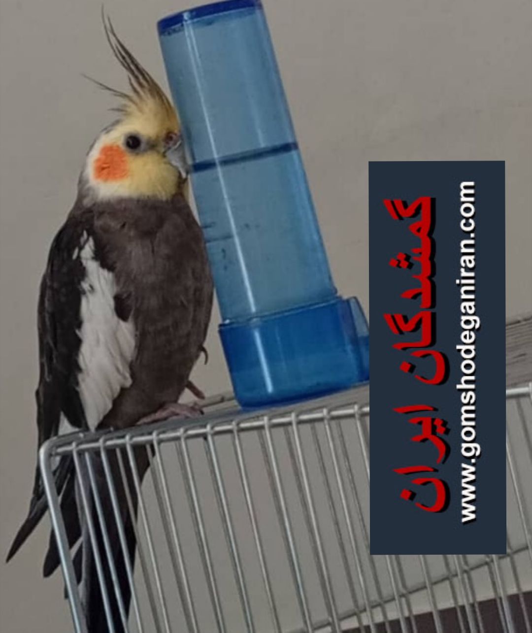 عروس هلندیم گم شده شهررضا اصفهان