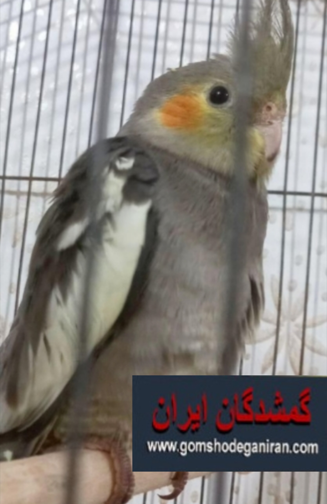 عروس هلندی اهواز کانتکس منازل لوله سازی فجرگمشده