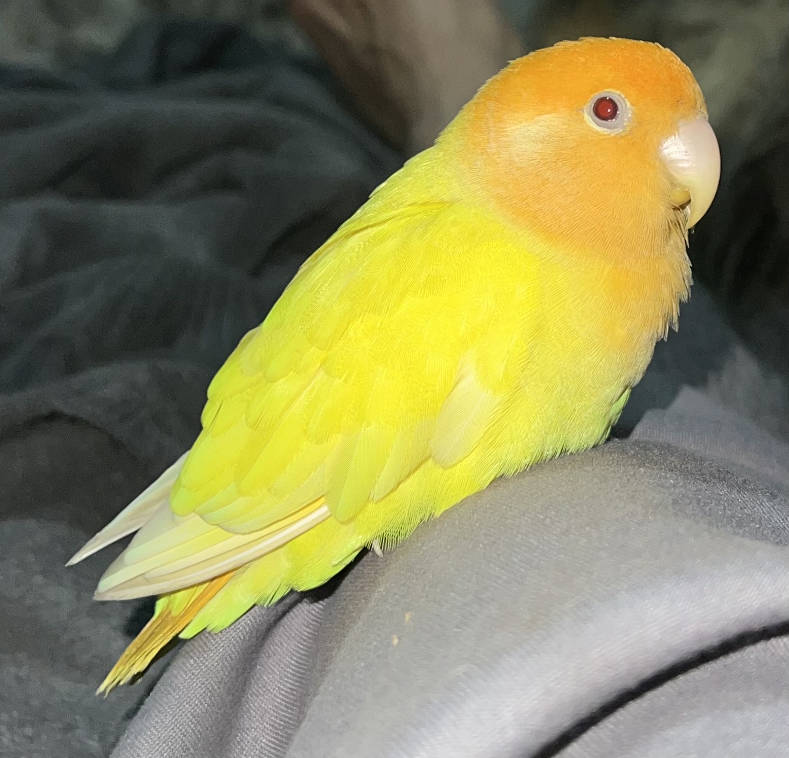 كوتوله برزيلى ليمويى