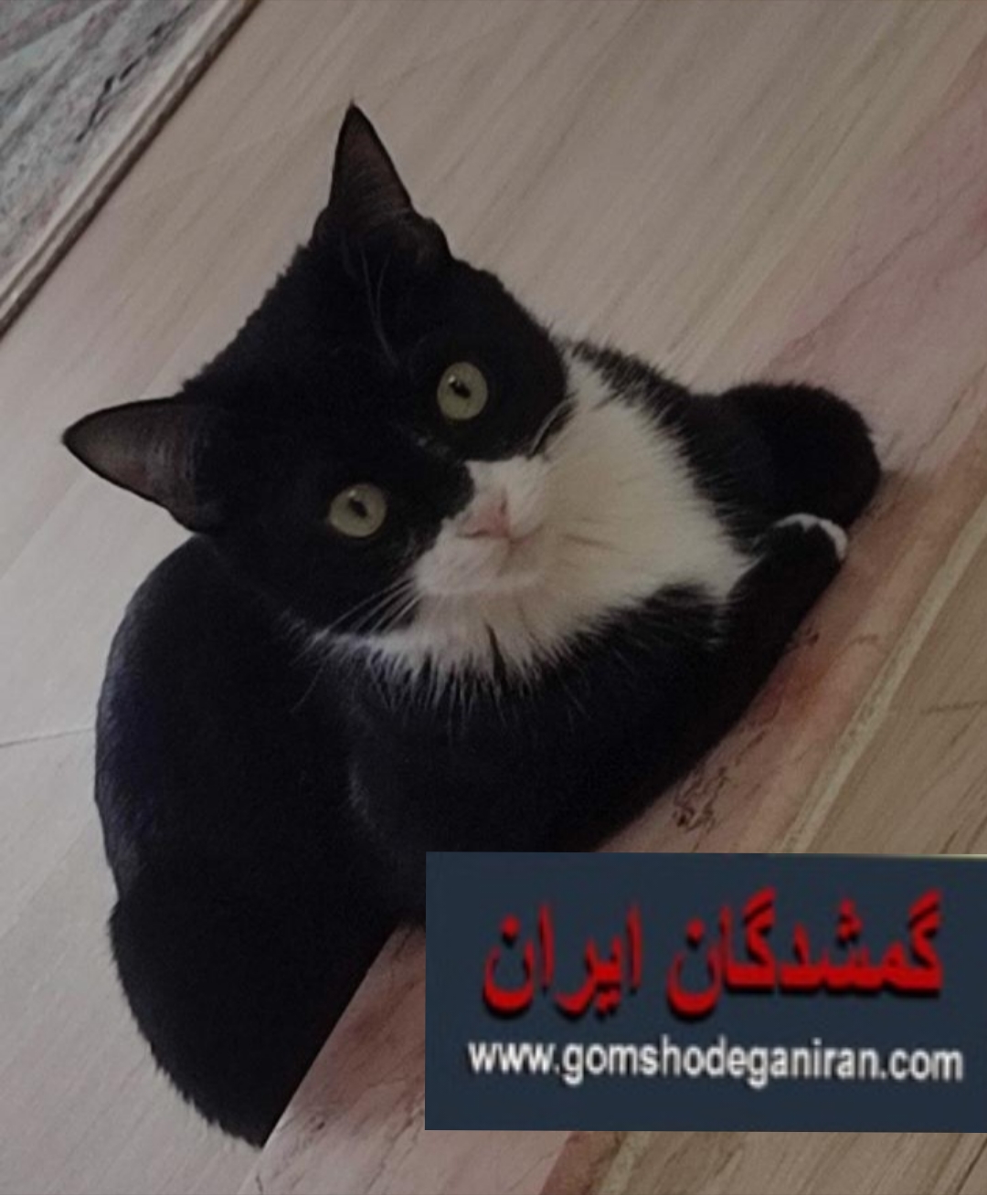 گربه سفید و مشکی گمشده در صورت پیدا شدن...