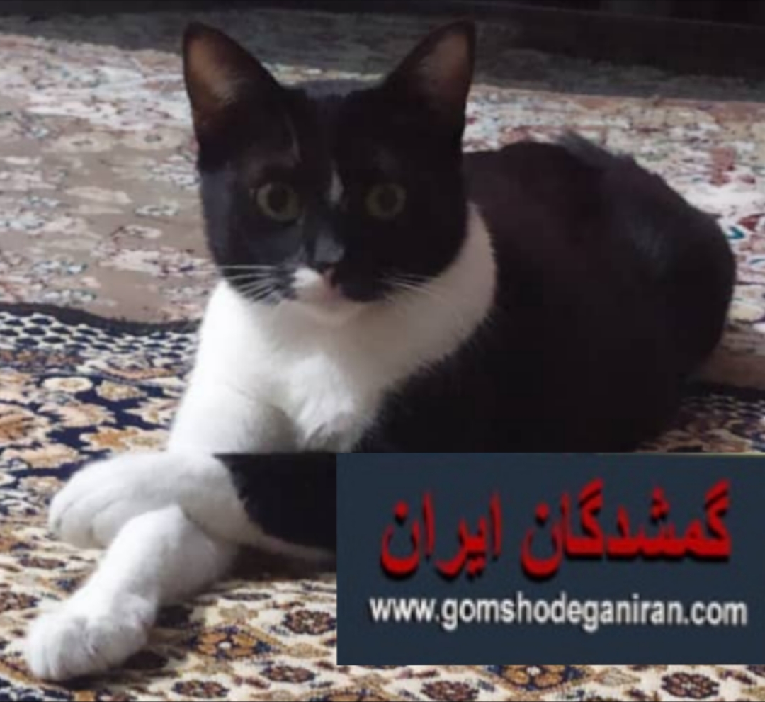 گربه در کوی زیبا کوچه ی سینا  گمشده در صورت پیدا شدن با این شماره ها تماس گرفت