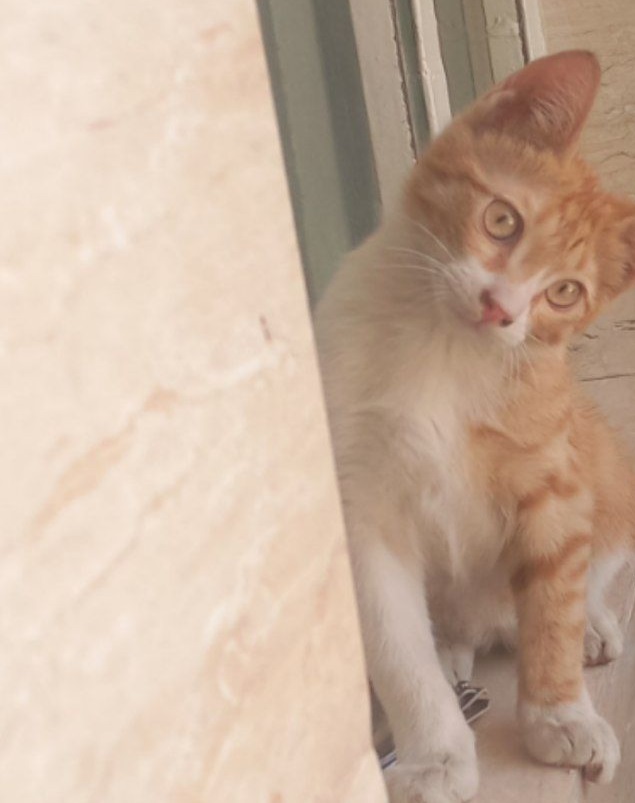محدوده چهارراه کارگر به بالا گربه گمشده به نام پنجول