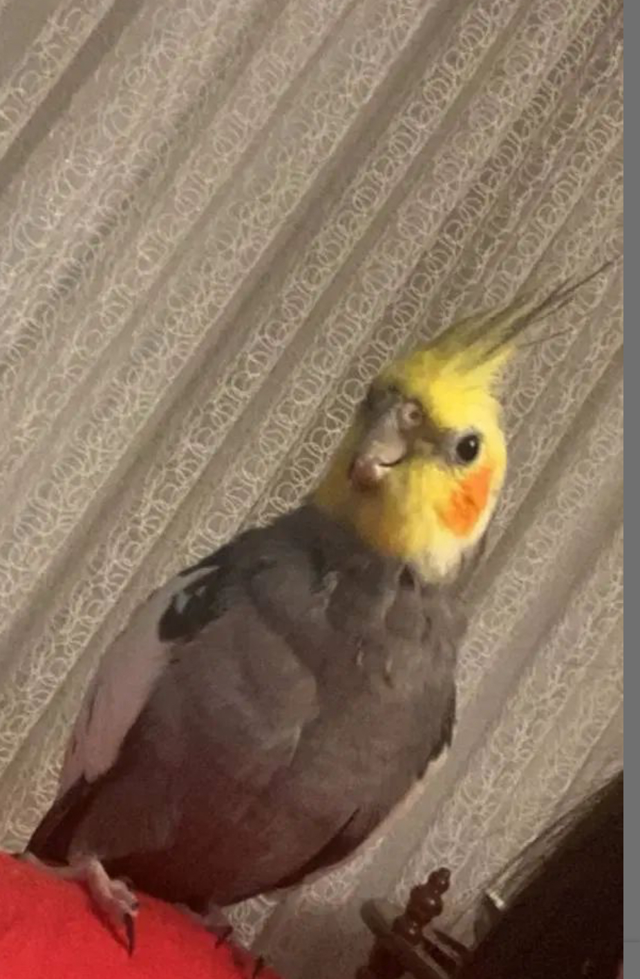 عروس هلندی گم شده - اراک شریعتی