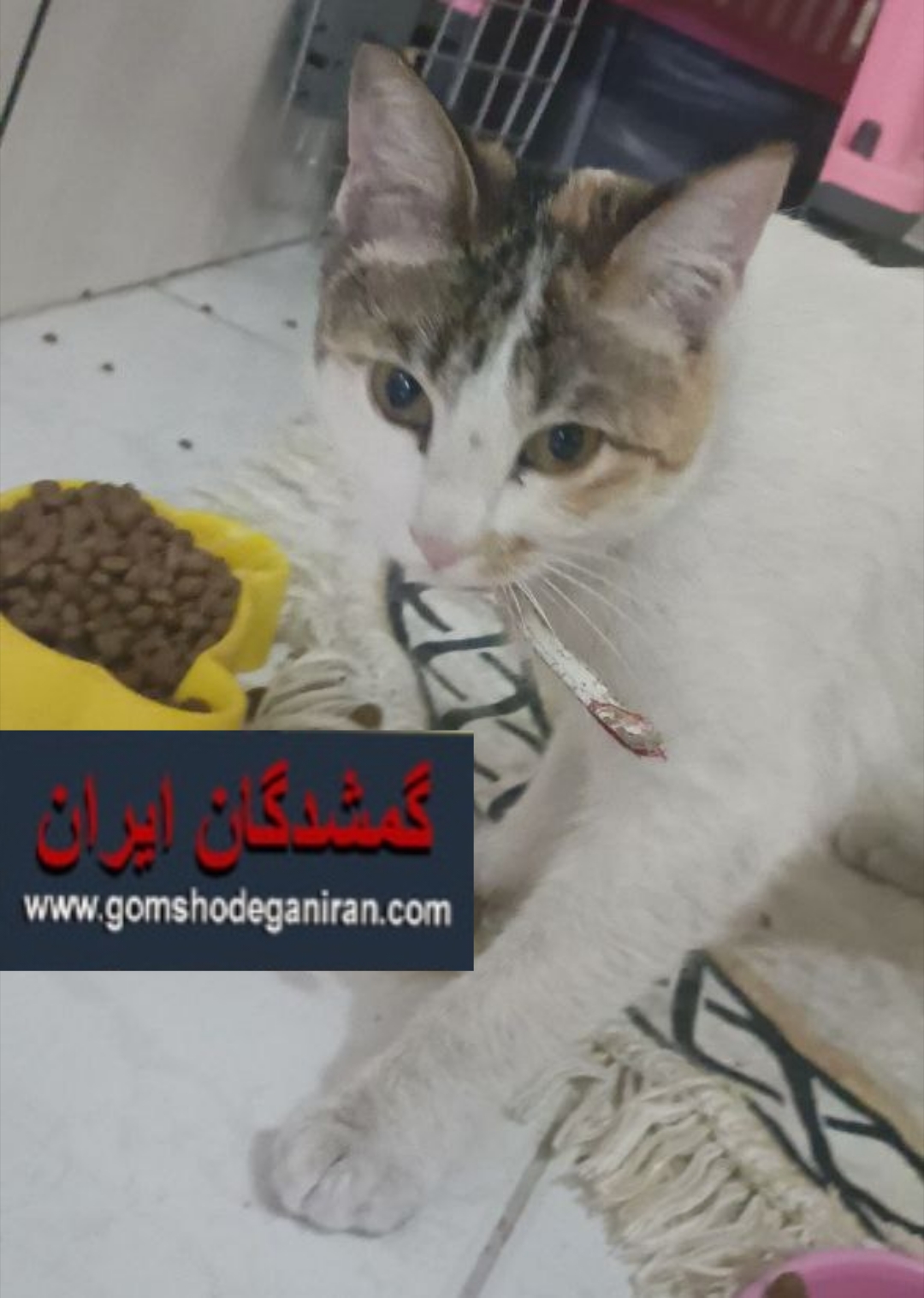 گربه نژاد DSHاسلامشهر قائمیه محدوده کوچه ملت پیدا شده - خرداد 1404