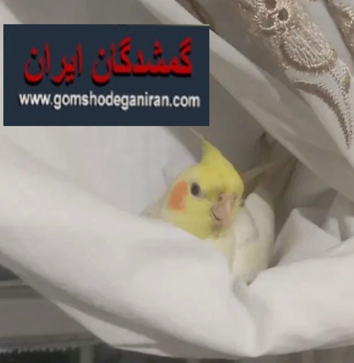 کرمانشاه محدوده رودکی عروس هلندی گم شده