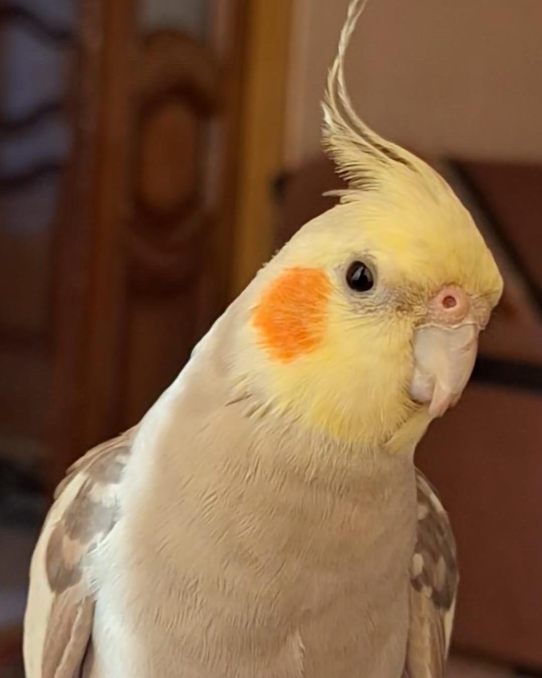 عروس هلندی گمشده (طوطی، پرنده) عروس هلندی گمشده (طوطی، پرنده)