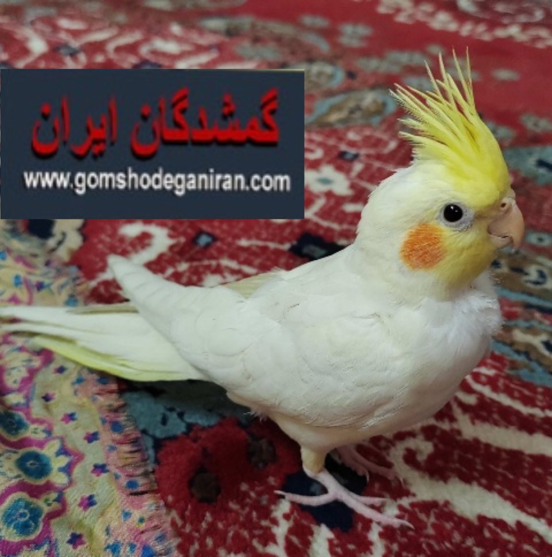 عروس هلندی لوتینو در همدان 16اسفند گمشده