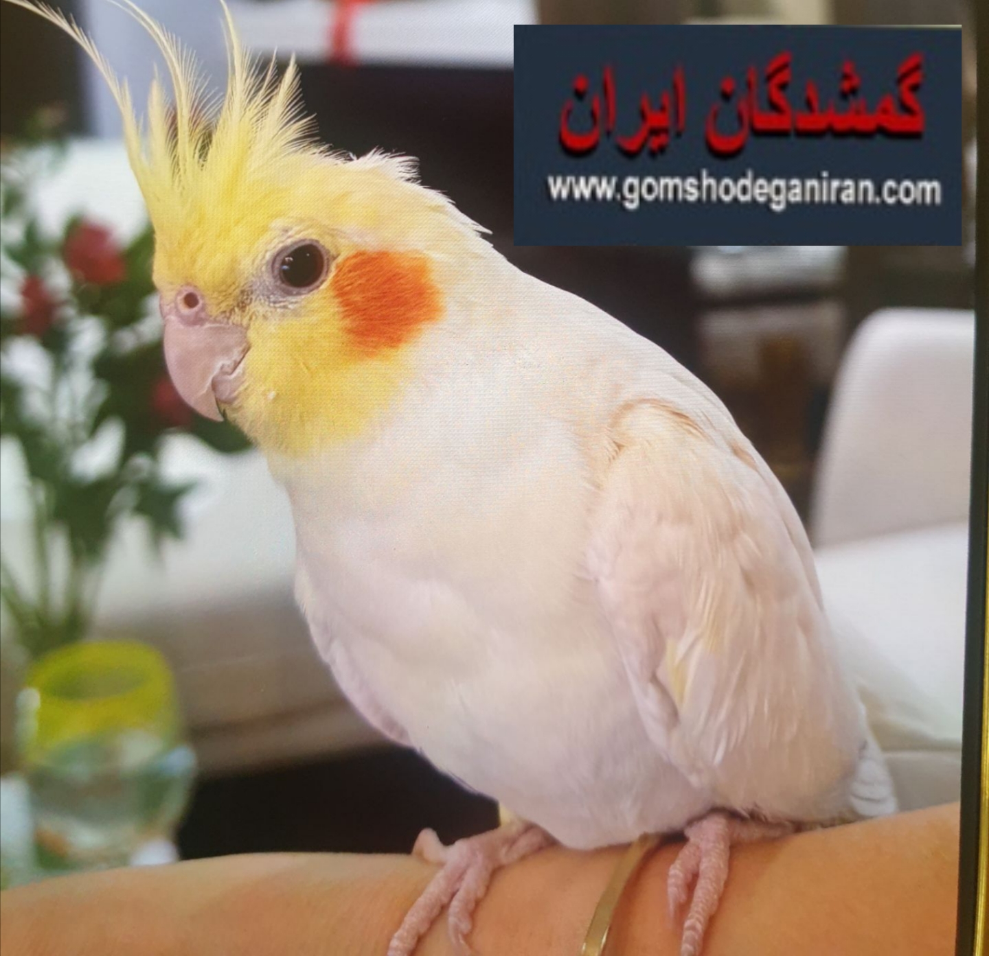 گمشده عروس هلندی لوتینو زرد رنگ نر نزدیک نگهبانی نقش جهان اصفهان