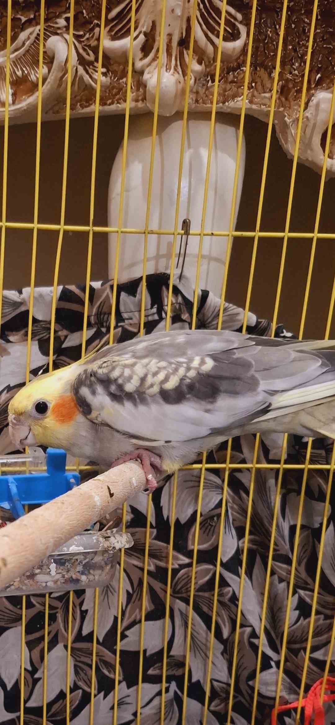 عروس هلندی پروانه ای در بوشهرمحدوده تنگک دو گمشده